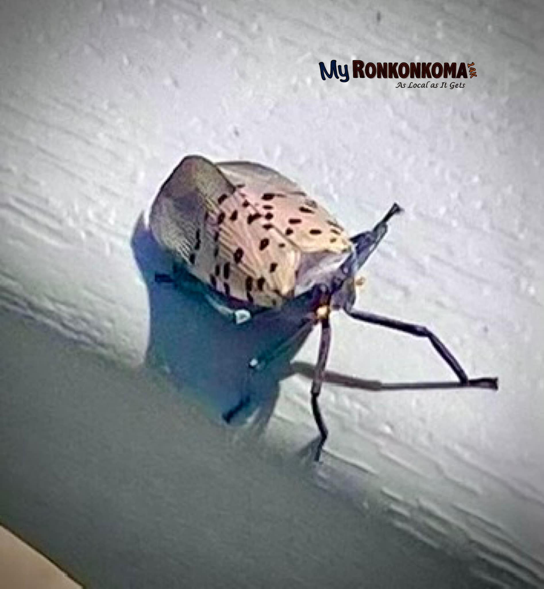 The Spotted Lanternfly Around Long Island